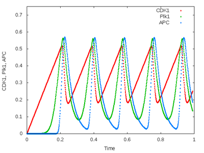 Time plots of ODE model of *Xenopus* embryonic cell cycle.