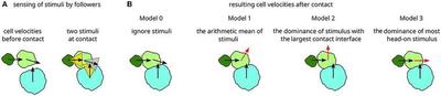 **Figure 2:** A schematic representation of cell-cell interactions upon contact. **(A)** Three cells, here of different sizes, move as indicated by their velocity vectors (left). Upon contact (right), sectors up to the angle $\alpha_\text{max}$ around each velocity vector indicate whether guidance is exerted (when the direction to the cell’s center of mass falls within, yellow) or not (gray). **(B)** Four cell-cell interaction models and their resulting velocity vectors (black unchanged, red changed upon contact): Model 0 is considered as a baseline without velocity changes upon contact. Model 1 yields the mean of the impact velocities, weighted by cell-cell contact length. Model 2 yields the velocity vector of the impact with the largest cell-cell contact length. Model 3 yields the velocity vector of the impact that is oriented closest to the cell center. ([*CC BY 4.0*](https://creativecommons.org/licenses/by/4.0/): [**Müller _et al._**](#reference), [Fig. 2](https://www.frontiersin.org/articles/10.3389/fams.2023.1163583/full#F2))