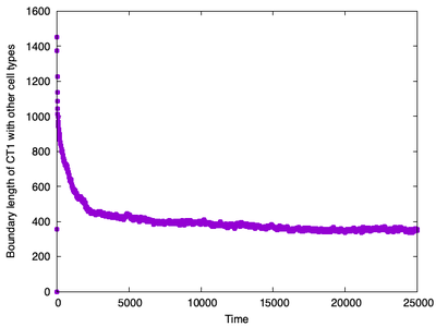 Figure 2.  Evolution of the sum of all boundary lengths over time between cell types ct1 and ct2. The plot shows an initial rapid decrease followed by a more gradual decline in boundary length as the engulfment progresses.