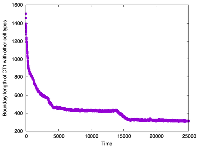 Figure 3.  Evolution of the sum of all `boundary` lengths over time between cell types `ct1` and `ct2`. The plot shows an initial rapid decrease followed by a more gradual decline in boundary length as the engulfment progresses.