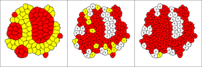 Plots of the simulation result at time $t = 7600$. **Left:** Spatial cell arrangement of the two `CellTypes` `ct1` (red) and `ct2` (yellow). **Center:** Number of neighbors $b$ of the other `CellType`, colors represent $0$ (white), $1$ (yellow) or $2$ and more (red) neighboring cells. **Right:** Contact length $b_2$ with cells of the other `CellType`, with colors indicating a sum of boundary nodes of $0$ (white), $1$ (yellow) or $2$ and higher (red). These latter two plots just show observables that each cell can report about its respective local neighborhood and these values are not used in the sorting mechanism.