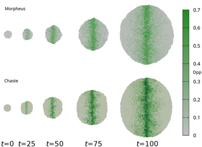 Fig. 2. Comparison of simulation snapshots from Morpheus (top) and Chaste (bottom) at indicated time points. Dpp concentration is color-coded. Bottom panels are reproduced from [Fig. 10](https://doi.org/10.1371/journal.pcbi.1005387.g010) ([*CC BY 4.0*](https://creativecommons.org/licenses/by/4.0/): [**Osborne _et al._ (2017)**](#reference)).