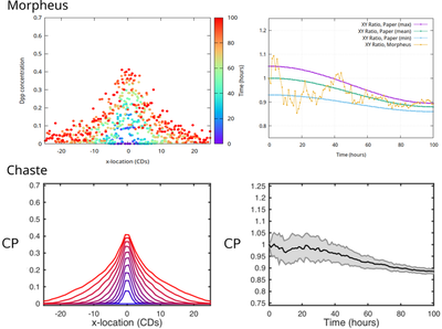 Fig. 4. Quantitative comparison of simulation results from Morpheus (top) and Chaste (bottom). Left: Dpp concentration profiles as function of the x-location every 10 hours. Right: Aspect ratio of horizontal by vertical axis length as function of time. The published curves (bottom) represent statistics over 20 simulation runs with Chaste while just a single Morpheus run is shown (top). Moreover, the published Dpp profiles are averages over the y-coordinate across the tissue whereas, from the Morpheus run, values for all cell centers within the mid 2 percent of the lattice hight are shown (each dot corresponds to a cell, no average). Bottom panels are reproduced from [Fig. 11](https://doi.org/10.1371/journal.pcbi.1005387.g011) ([*CC BY 4.0*](https://creativecommons.org/licenses/by/4.0/): [**Osborne _et al._ (2017)**](#reference)).