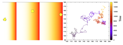 Left: Three sample snapshots of the cell and chemical concentration. Right: Cell trajectory over $15000\ \mathrm{MCS}$. The cell spends most of its time in the high $c$ region, as its run length drops and frequency of turning increases with $c$. Produced with [`OneRandomWalkerWithChemicalBias.xml`](#downloads).