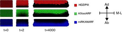 Figure 4. A single three-component minimal network can self-organize a robust linear polarity boundary. The LPM dynamically adjusts the distributions of its components over time to organize and propagate a linear bipolar pattern also in a growing cellular environment phenocopying the leaf ($t = 2$; $t = 4000$). M-L, medio-lateral axis.