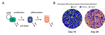 Figure 1. A: Sketch of the linear differentiation process and cellular turnover of basal (B), secretory (S) and ciliated (C) cells within the epithelium under homeostatic conditions. Basal cells proliferate at a density-dependent rate and subsequently differentiate into secretory and ciliated cells with rate $\lambda_\mathrm{S}$ and $\lambda_\mathrm{C}$, respectively. Cell types are lost according to their individual loss rates ($\delta_\mathrm{B}$, $\delta_\mathrm{S}$, $\delta_\mathrm{C}$). B: Snapshots of the Cellular Potts model at various time points depicting the differentiation and regeneration of the human airway epithelium to mimic the pseudo-stratified epithelium of the upper respiratory tract. (Figures partly reproduced and adapted from [CC BY-NC-ND 4.0](https://creativecommons.org/licenses/by-nc-nd/4.0/): [**Raach _et al._, 2023**](#reference), [Fig. 1B, D](https://journals.plos.org/ploscompbiol/article?id=10.1371/journal.pcbi.1011356#pcbi-1011356-g001).)