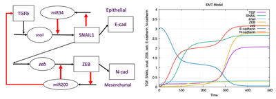 A TGFβ EMT signaling circuit: A schematic diagram of the circuit as implemented by [Tian *et al.* (2013)](https://pubmed.ncbi.nlm.nih.gov/23972859/) (left). Setting $\mathrm{TGF}_0 = 3$, leads to a mesenchymal state with very low E-cad and high N-cad (right). Produced by Morpheus file [`TianODEs_main.xml`](#downloads) with equations and parameter values kindly supplied by Xiao-Jun Tian.