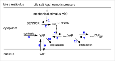 YAP signaling pathway as considered in the model. See [linked publication](#reference) for details.