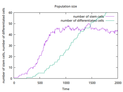 Number of stem cells and differentiated cells in the above simulation movie.