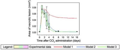 Figure 4. Simulation by [**Höhme _et al._**](#reference) Area of central necrosis with the experiment (green box plot) and the simulation (green graph, ‘Model 3’) in comparison. ‘Model 3’ combines all regeneration mechanisms discussed [above](#desc-regeneration-mechanisms), whereas submodels ‘Model 2’ (without HSA) and ‘Model 1’ (including growth dynamics, but with unspecific homogeneous isotropic adhesion, and neither chemotaxis nor HSA) by [Höhme _et al._](#reference) are not compared in the here presented MorpheusML implementation. ([©](https://www.pnas.org/about/rights-permissions) [**Höhme _et al._**](#reference), [Fig. 3E](https://www.pnas.org/doi/full/10.1073/pnas.0909374107#F3))