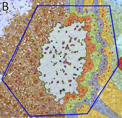 Figure 3. Liver lobule with maximal necrotic lesion $2\ \mathrm{d}$ after administration of CCl4 (red: layer 1 in direct contact with necrosis, green: layer 2 etc.) ([©](https://www.pnas.org/about/rights-permissions) [**Höhme _et al._**](#reference), [SI Fig. 2B](https://www.pnas.org/doi/full/10.1073/pnas.0909374107#supplementary-materials))