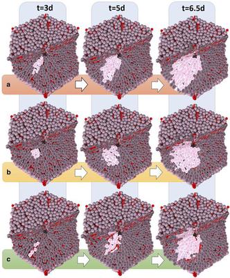 Figure 2.  Scenarios of tumor growth in a single liver lobule in (a, c) the presence of HSA, and (b) in the absence of HSA. In (c), the tangential friction impeding hepatocyte movement perpendicular to the formed columns along the sinusoids is elevated compared to (a). ([CC BY 4.0](https://creativecommons.org/licenses/by/4.0/): [**Höhme _et al._**](#reference), [Fig. 3](https://link.springer.com/article/10.1007/s11538-017-0375-1/figures/3))