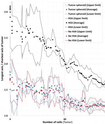 Figure 3. Simulations by [**Höhme _et al._**](#reference) Comparison of the ratio of the longest versus shortest tumor axis. Black: With HSA. Red: No HSA. ([CC BY 4.0](https://creativecommons.org/licenses/by/4.0/): [**Höhme _et al._**](#reference), [Fig. 4](https://link.springer.com/article/10.1007/s11538-017-0375-1/figures/4))