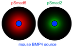 BMP Signaling