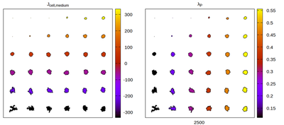 Equilibrium cell shapes for a **kernel-specific CPM** parameter set and **2nd order** neighborhood kernel. Panels differ by color coding $J$ and $λ_p$ respectively.